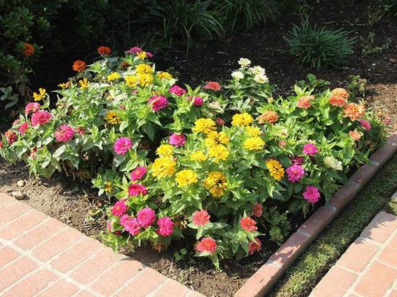 Plant Care