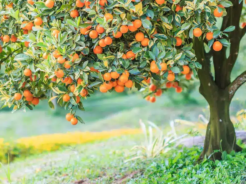 Fruit Tree