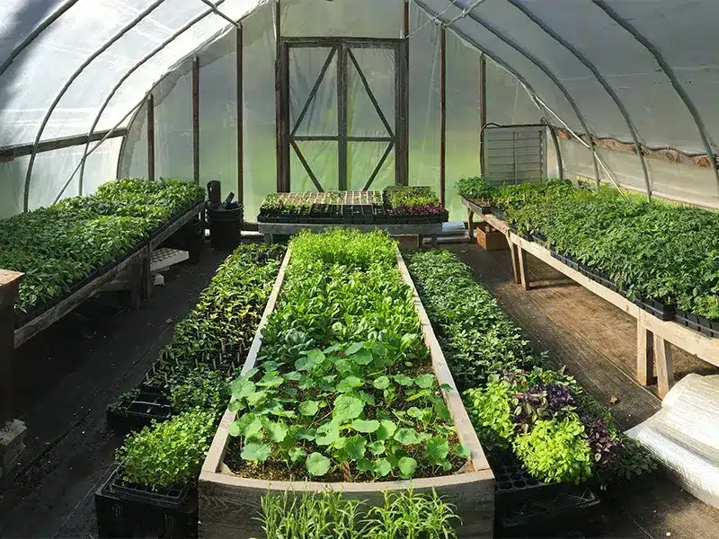 Greenhouse plants Greenhouse plants
