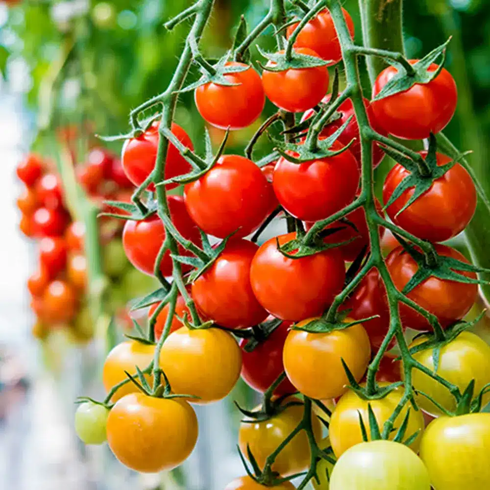 pH del terreno per i pomodori