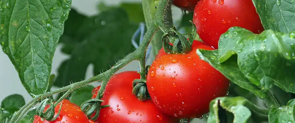 pH del pomodoro