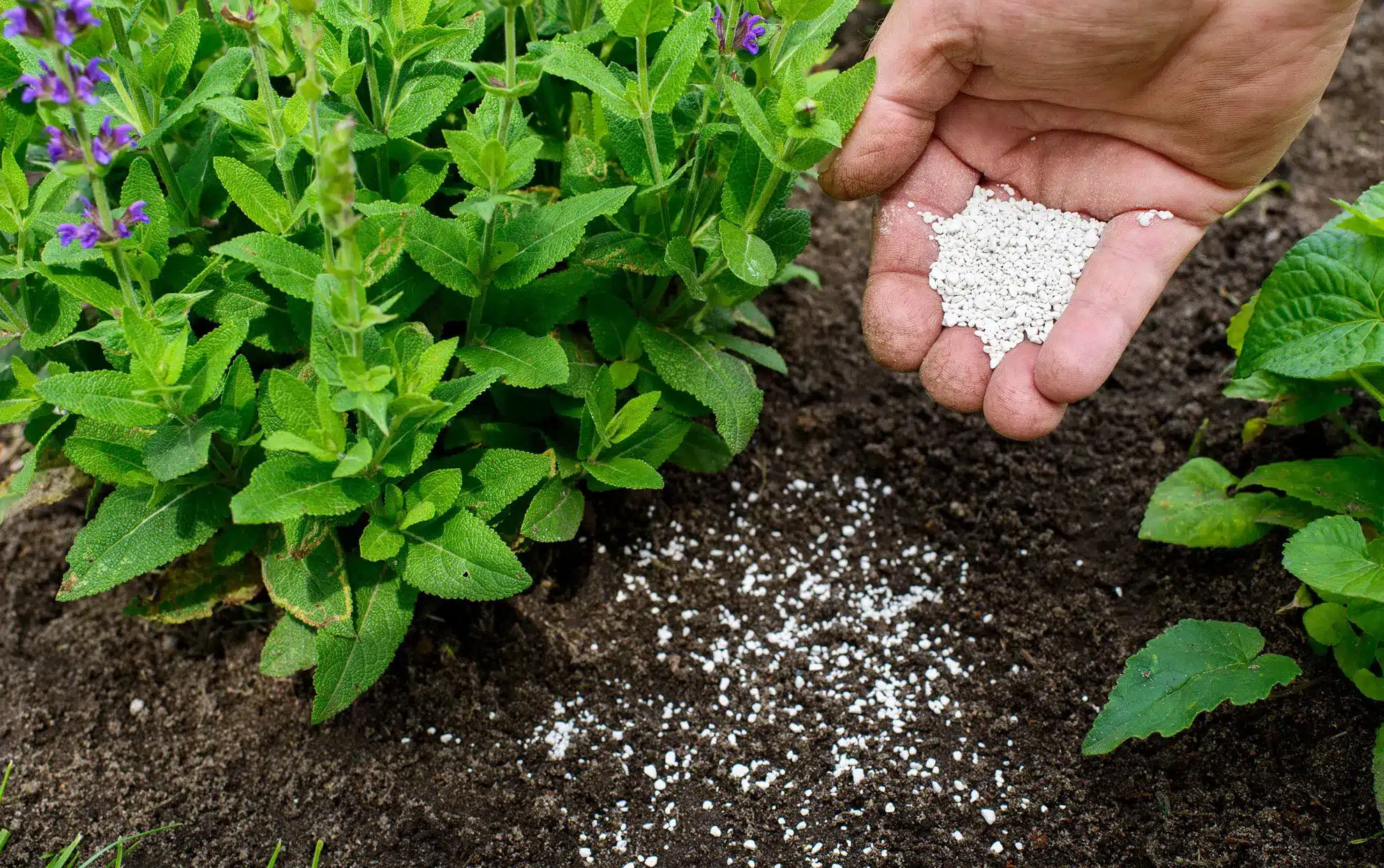 Understand 10-10-10 Fertilizer