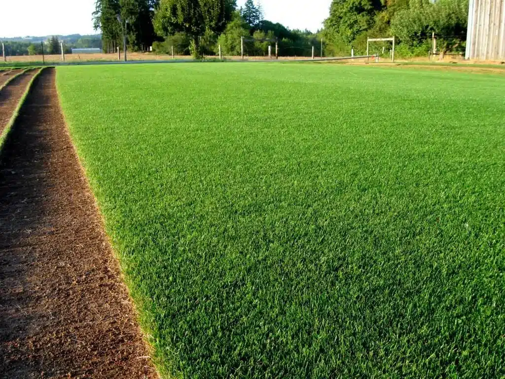 fertilize lawn