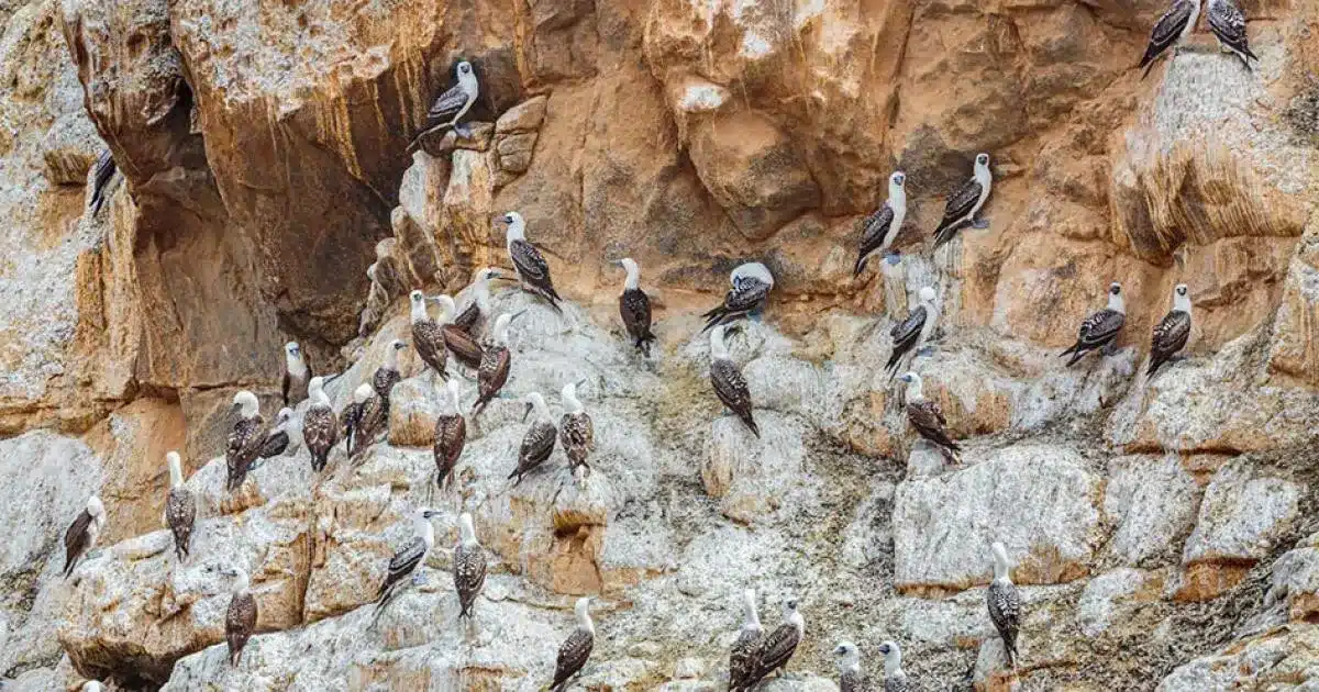 guano