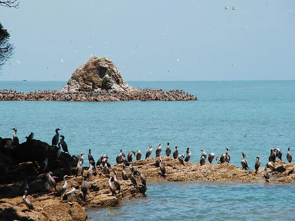 seabird guano for plants