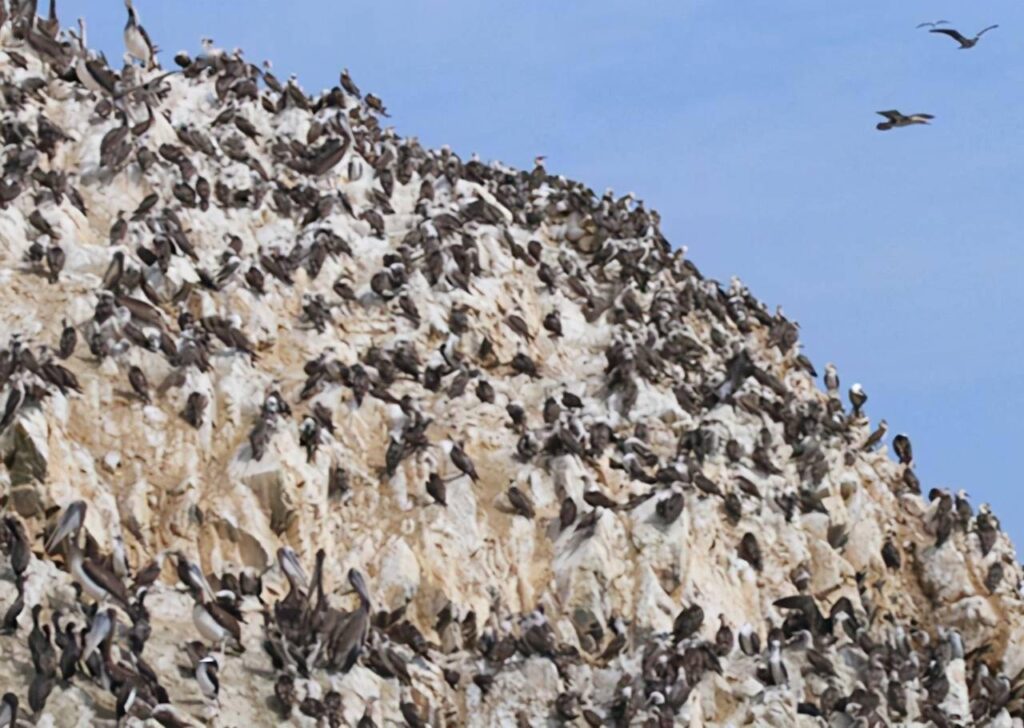 Seabird guano
