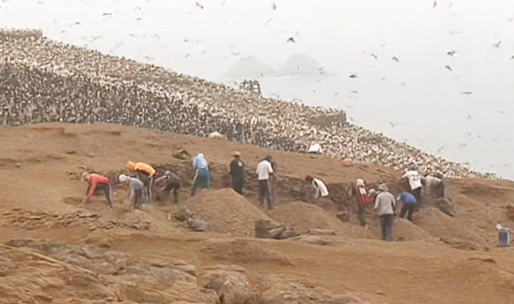 Seabird Guano Mining