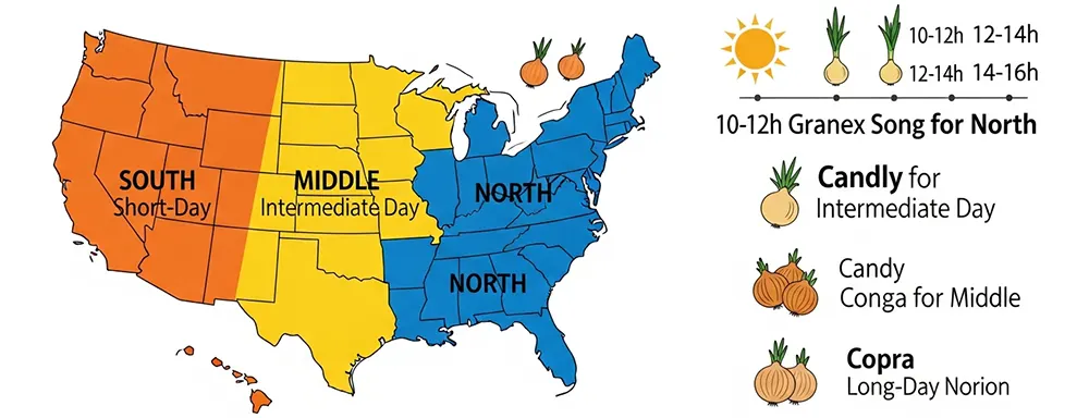 Onion Day Length Varieties