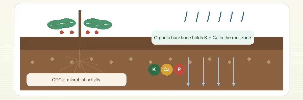 Organic matter helps tropical coffee soil retain potassium and calcium in the root zone