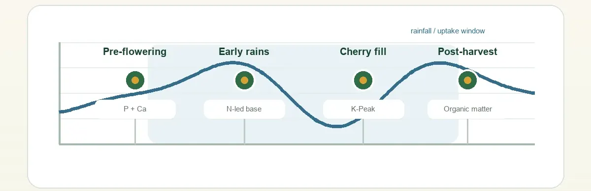 Split coffee fertilizer applications with rainfall and potassium peak during cherry filling