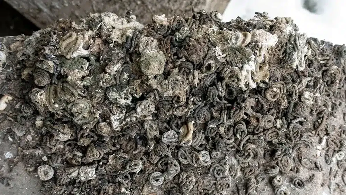 Closeup of fossilized seabird guano material for phosphate fertilizer