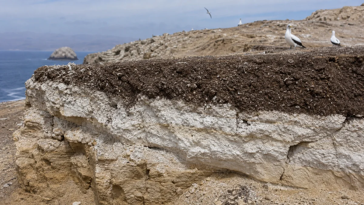Coastal seabird guano deposit showing fresh dark material above pale weathered phosphate layers
