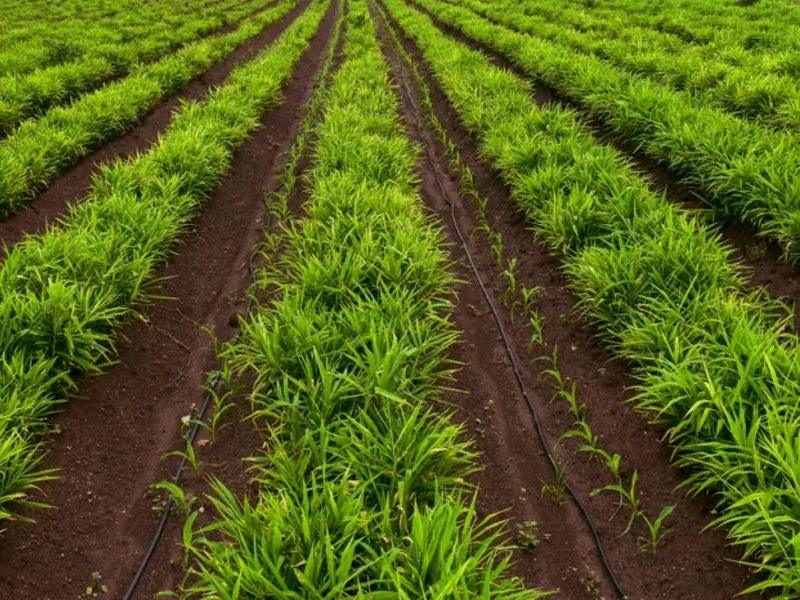 Row crop and broadacre