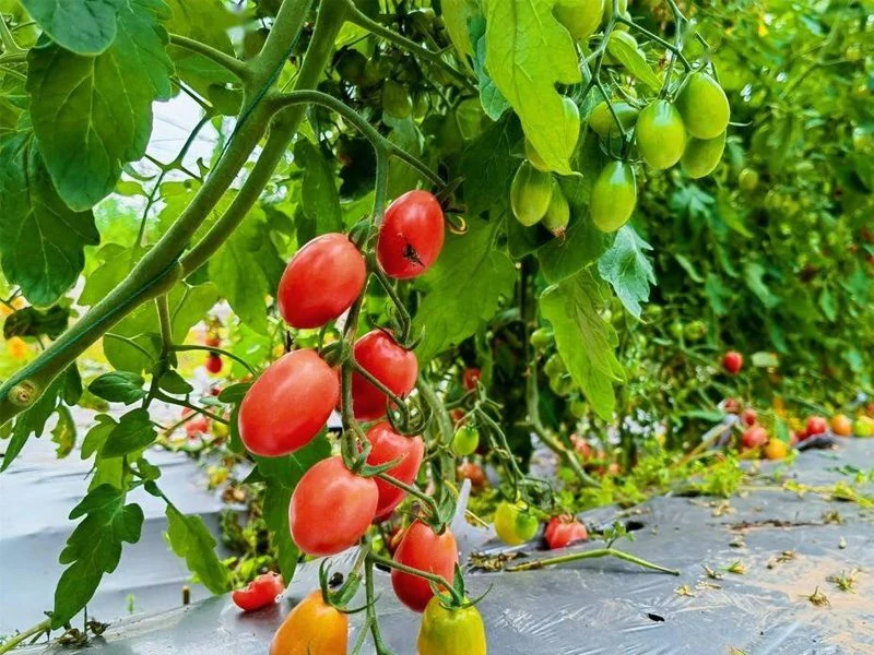 Plantation and tree crops