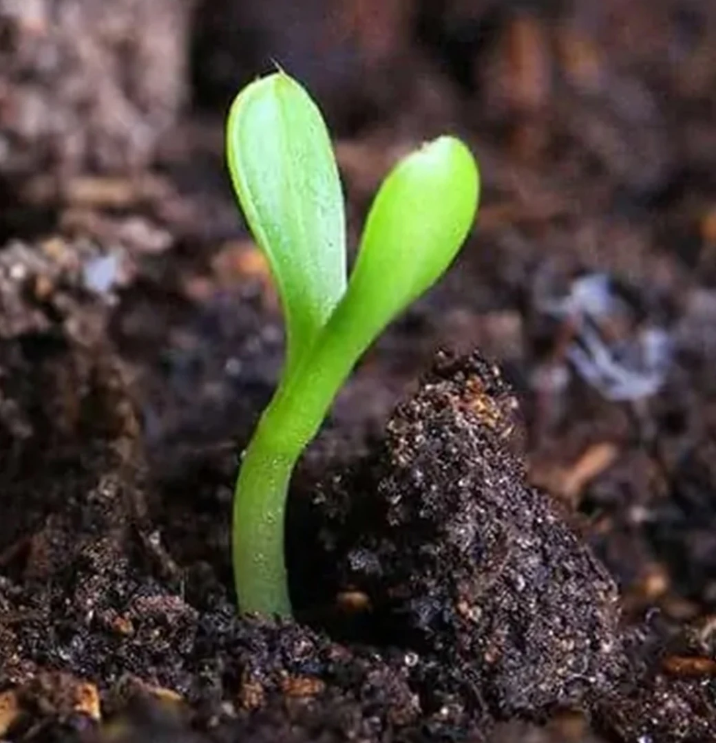 Organic crop and plant detail