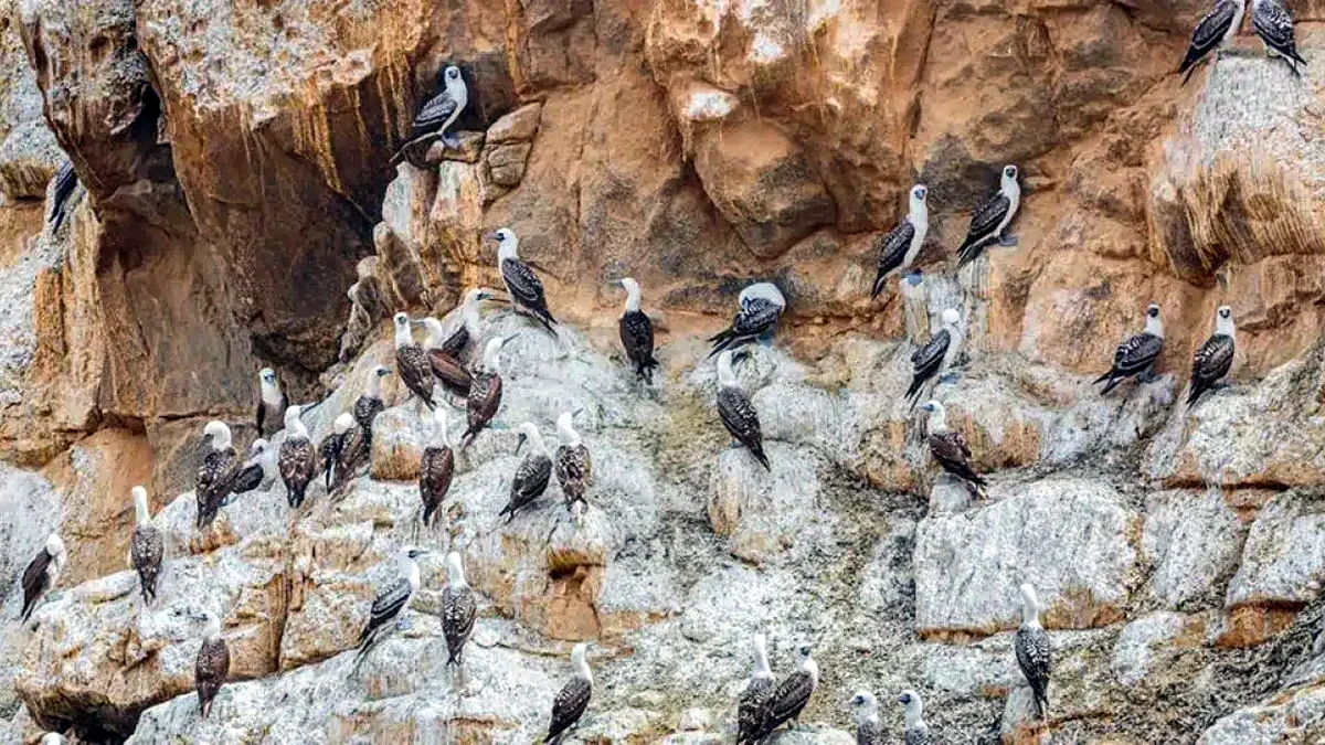 Seabirds nesting on coastal rock with white guano deposits