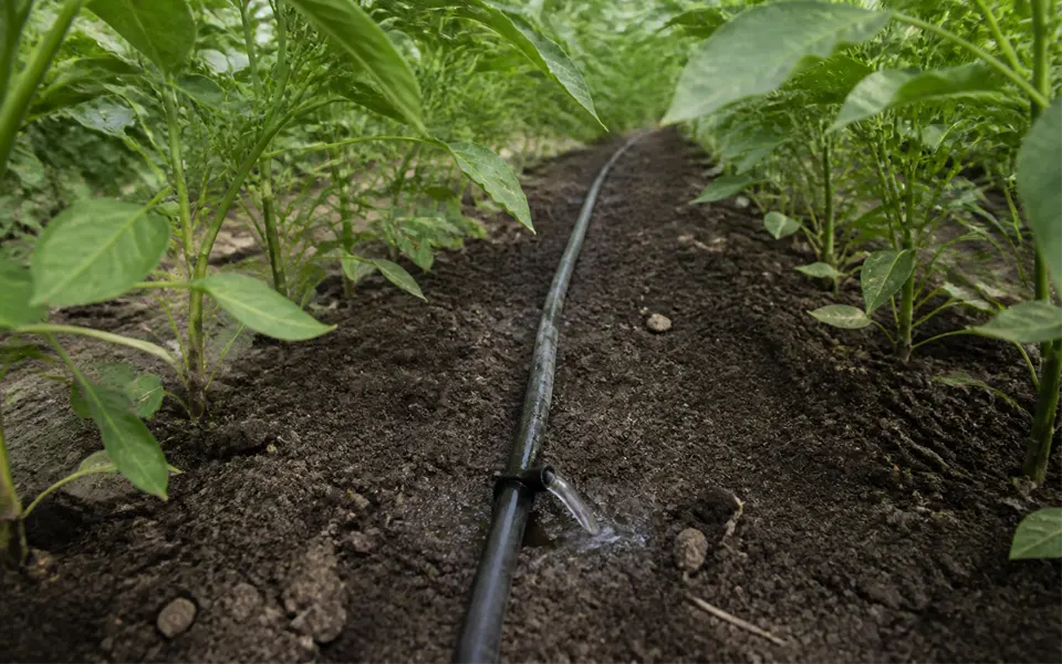 Drip irrigation line emitting water beside a crop row, the delivery method for 2.5 and 3 micron micronized seabird guano