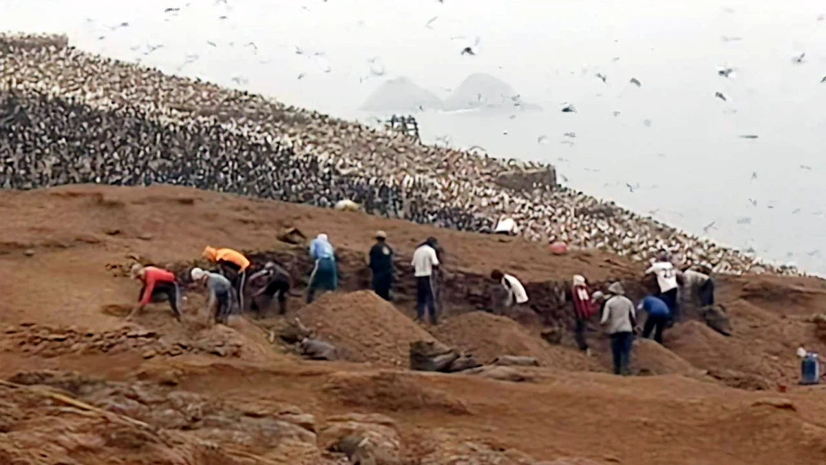 Workers harvesting fossilized seabird guano from a coastal deposit